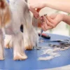 Bunny's Pet Grooming And Selling Centre 